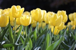 tulips-1083572__340.jpg